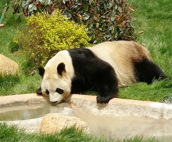 ӹع飡ȳͼ