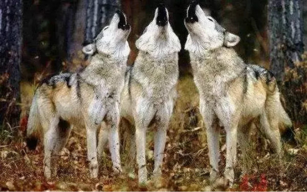 狼来了，狼来了！野三坡百里峡发现了狼的身影